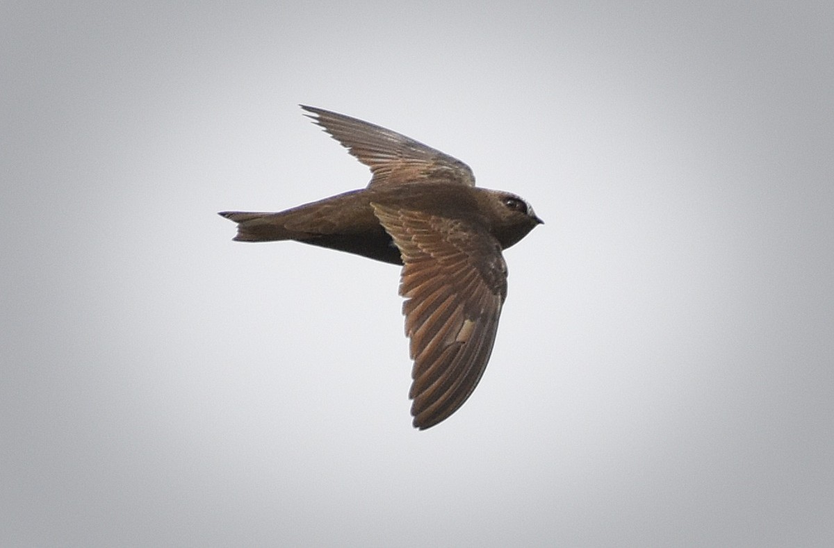 Black Swift - Roger Beardmore