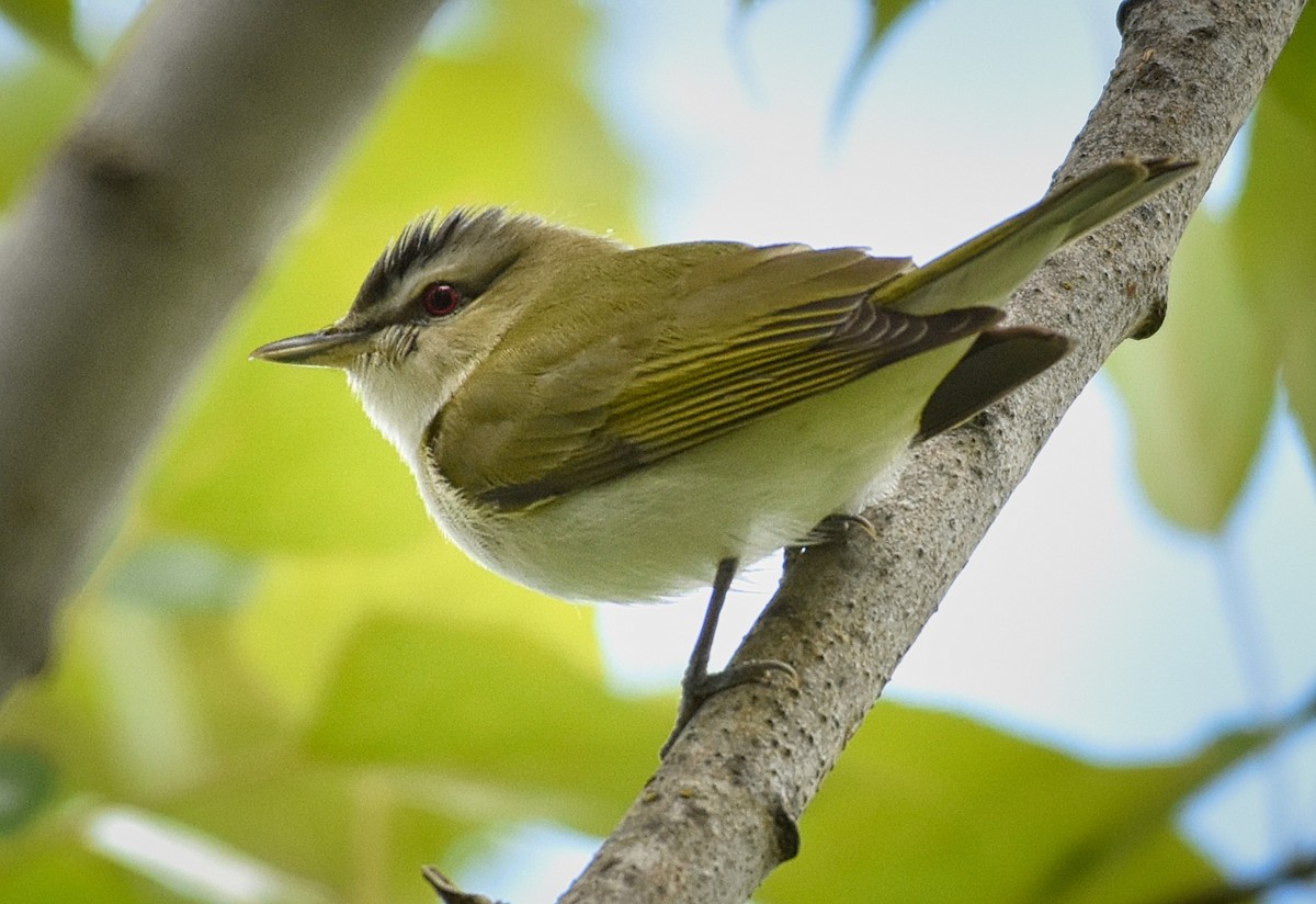 Kızıl Gözlü Vireo - ML103637271