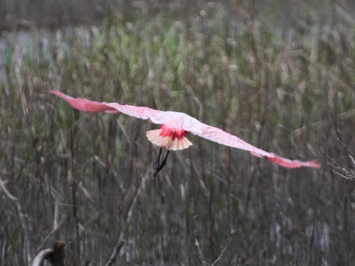 Roseate Spoonbill - ML103640261