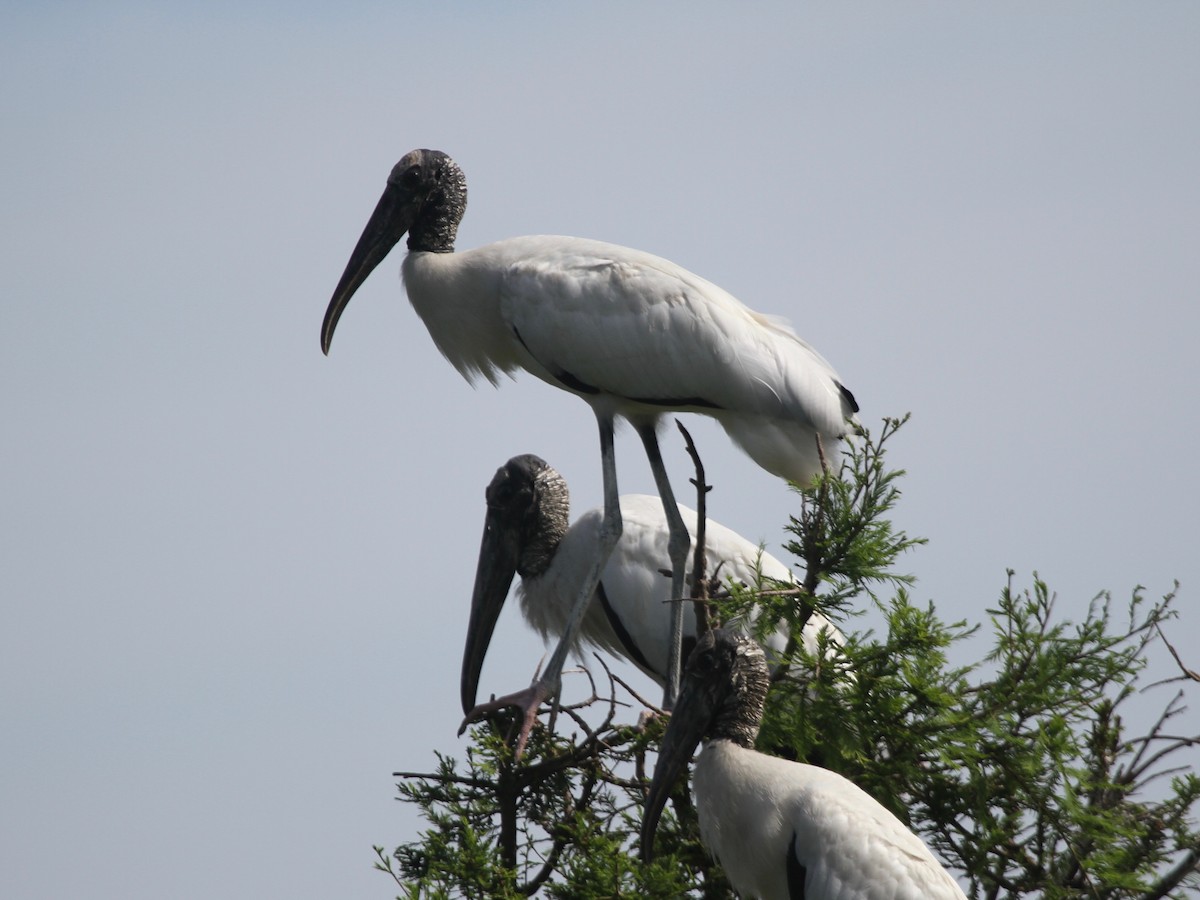 Wood Stork - ML103640381
