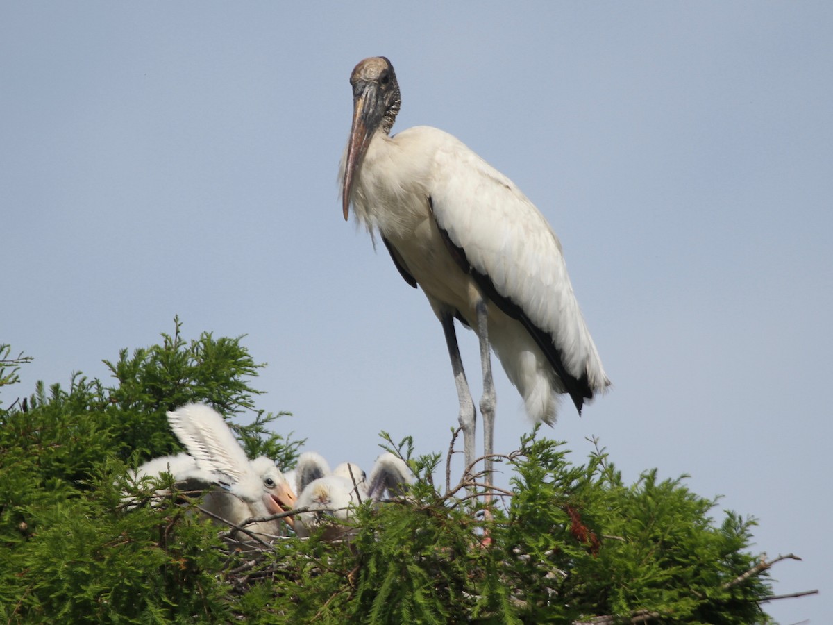Wood Stork - ML103640411