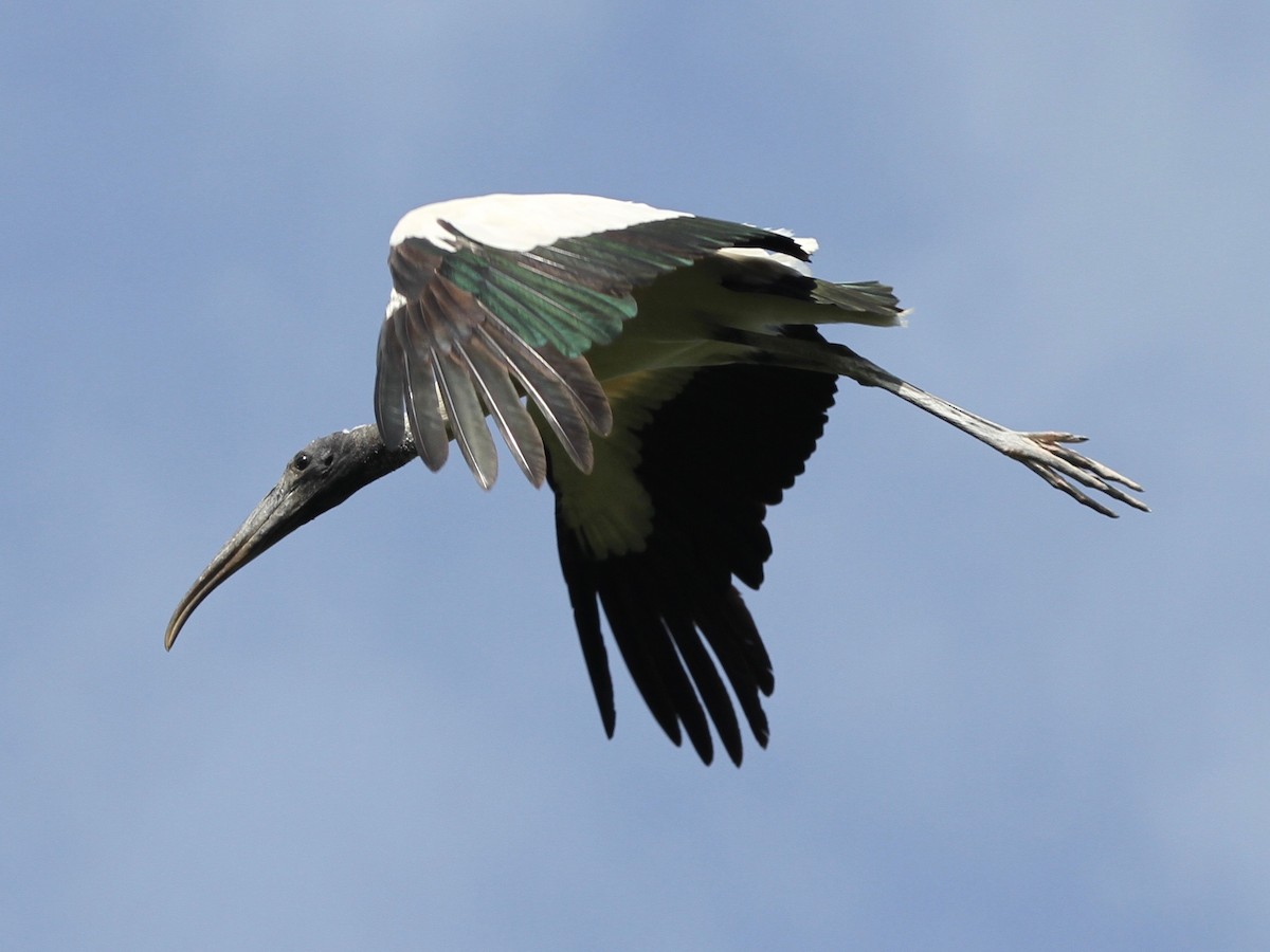 Wood Stork - ML103640431