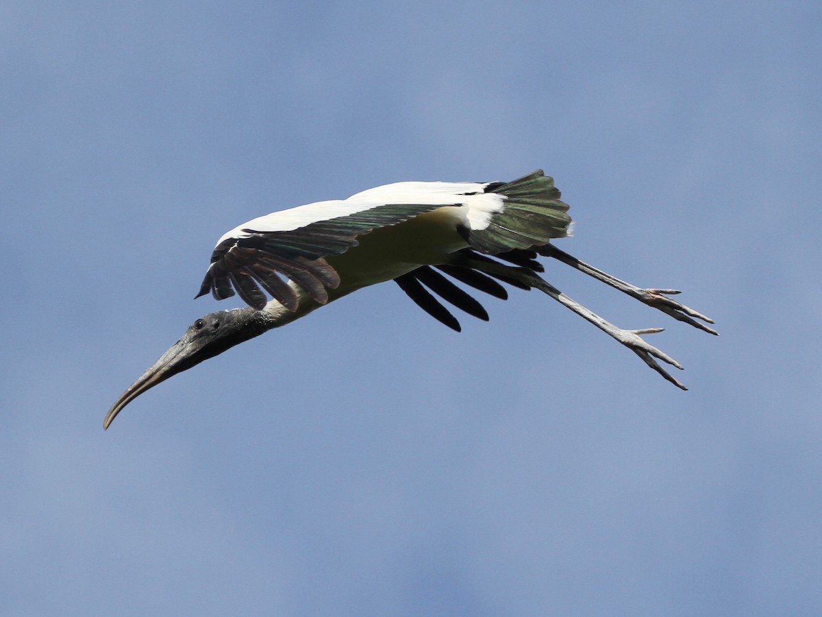 Wood Stork - ML103640441