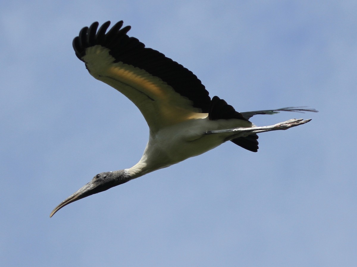 Wood Stork - ML103640451