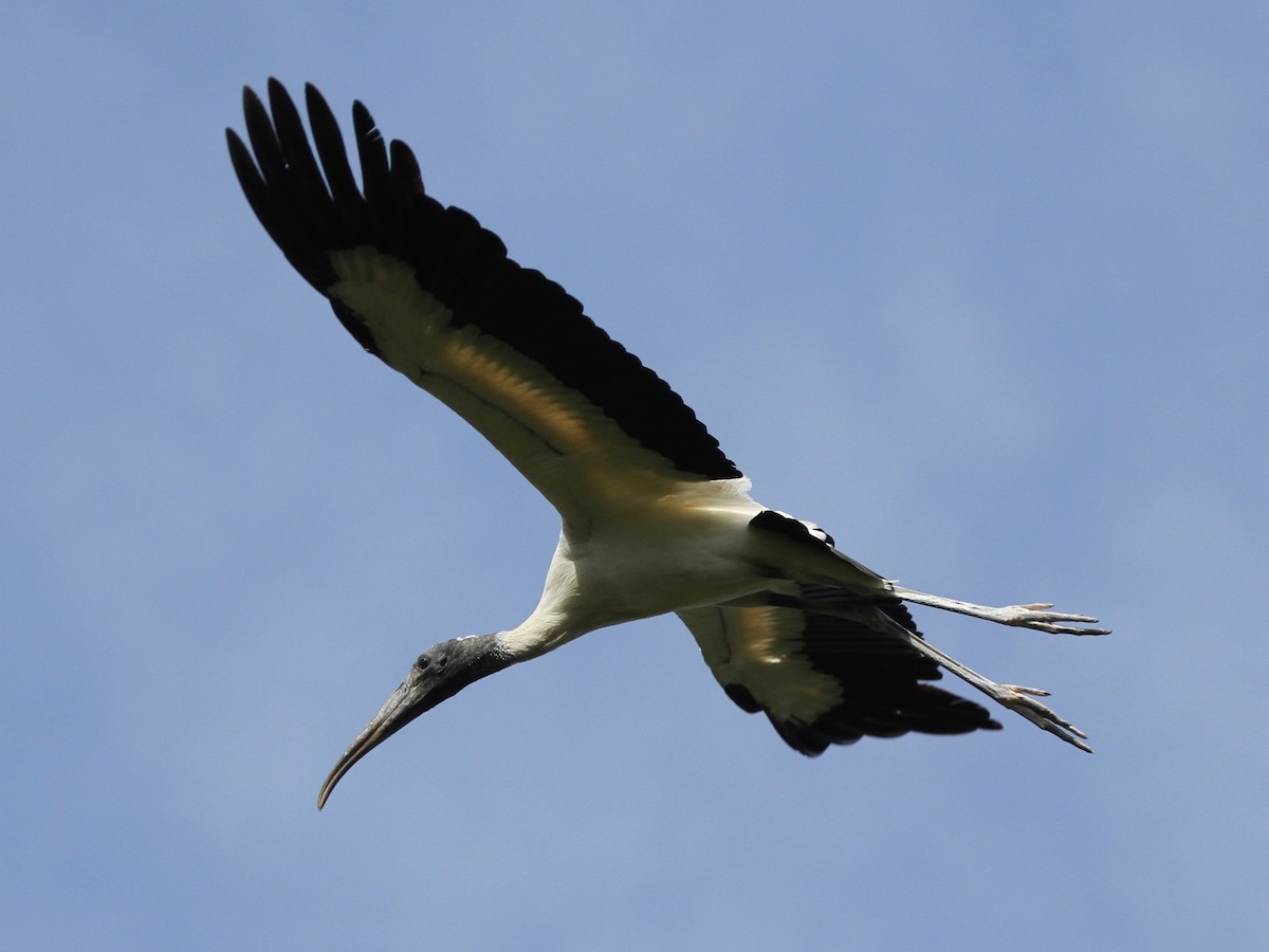 Wood Stork - ML103640461