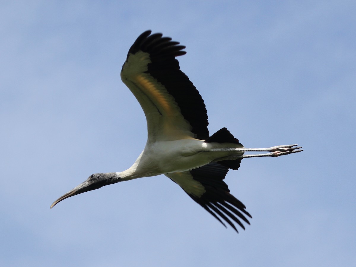 Wood Stork - ML103640471