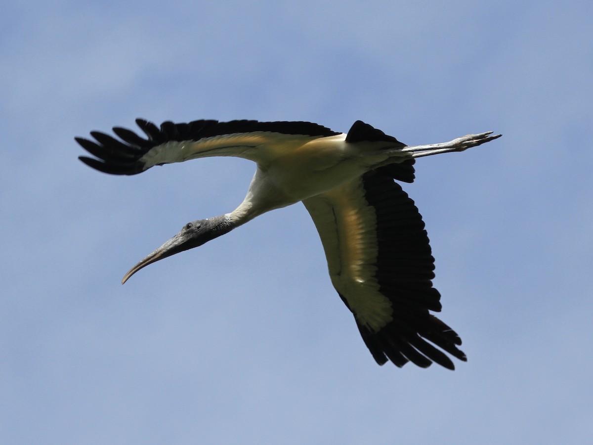 Wood Stork - ML103640481