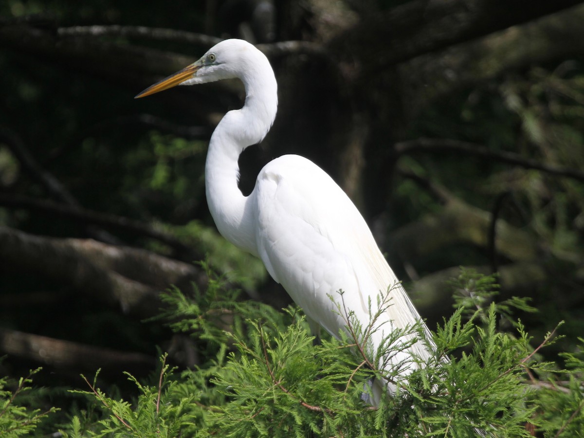 大白鷺 - ML103640491