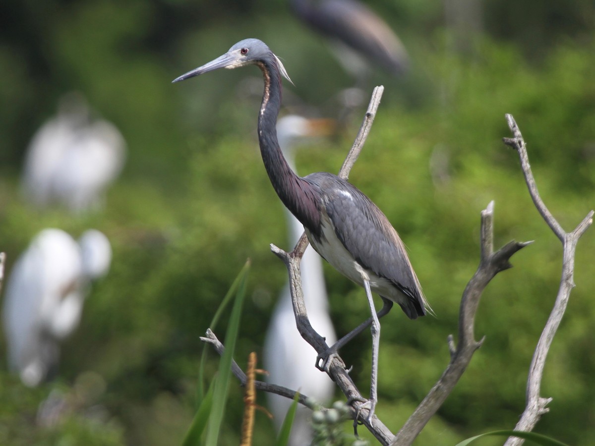Tricolored Heron - ML103640631
