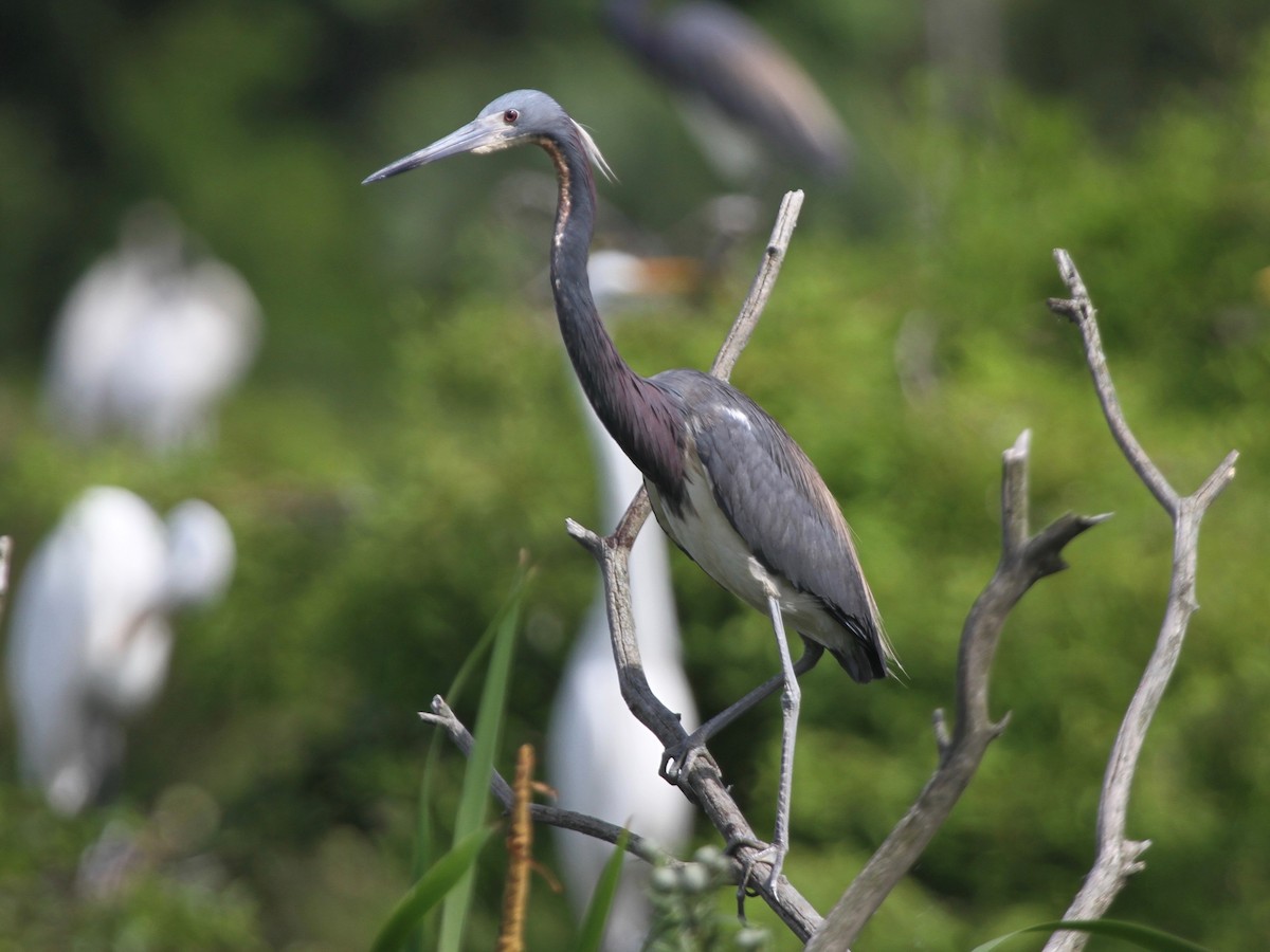 Tricolored Heron - ML103640641