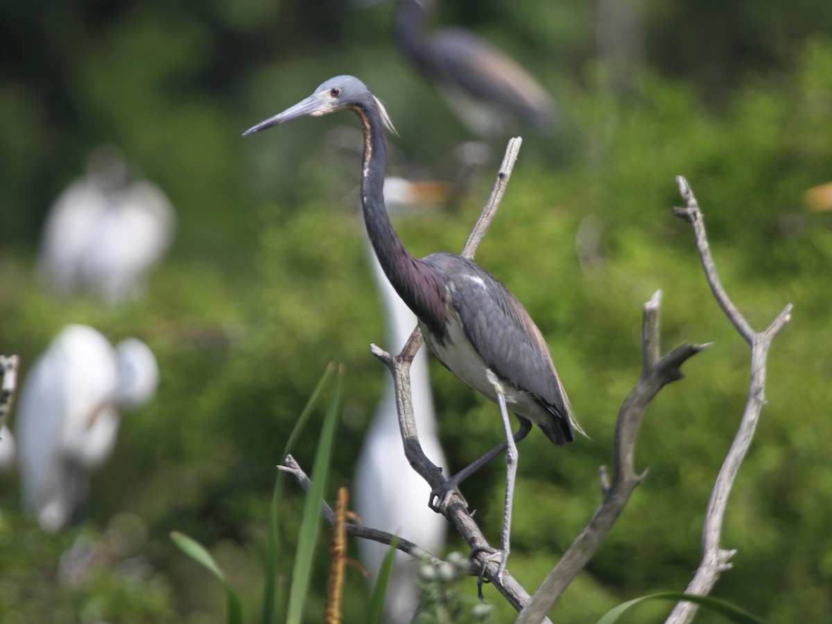 Tricolored Heron - ML103640651