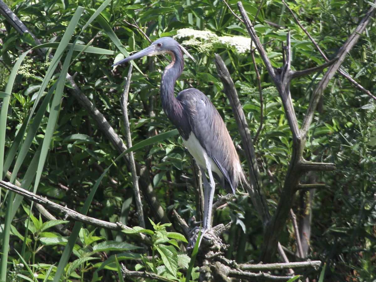 Tricolored Heron - ML103640661
