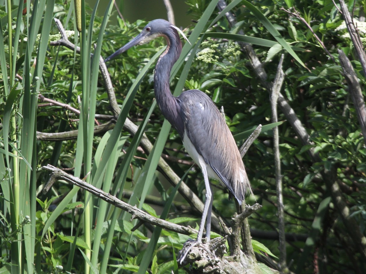 Tricolored Heron - ML103640671