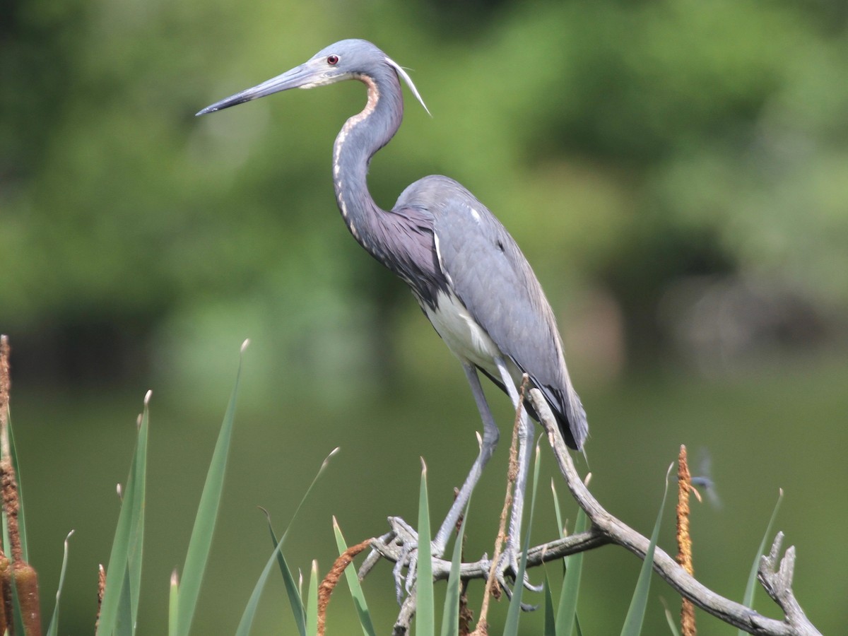 Tricolored Heron - ML103640741
