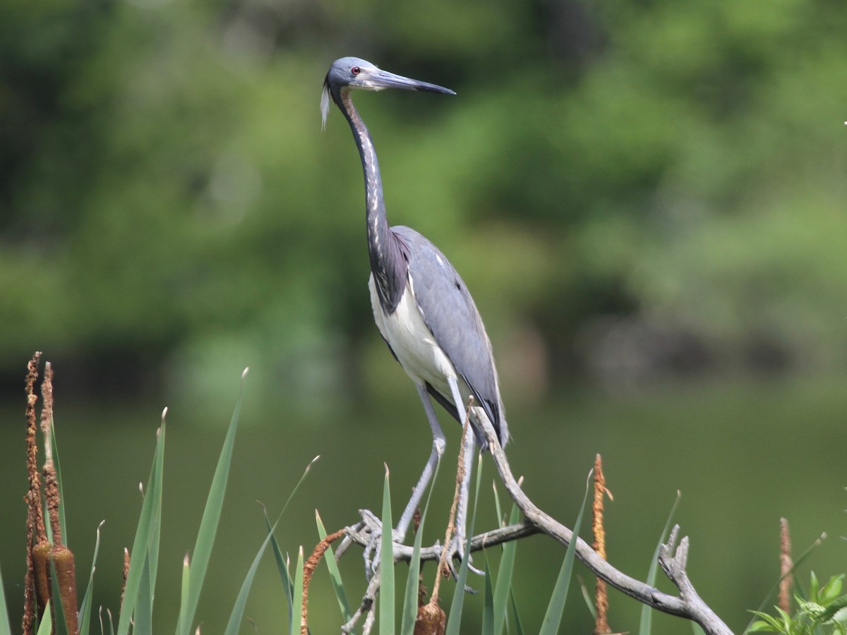 Tricolored Heron - ML103640751