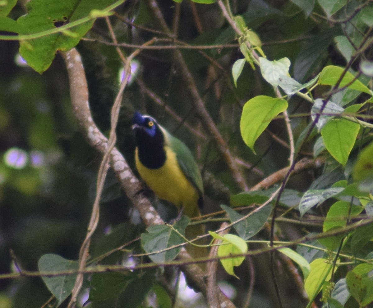 Green Jay - CARLOS ARIEL LOPEZ ZULETA