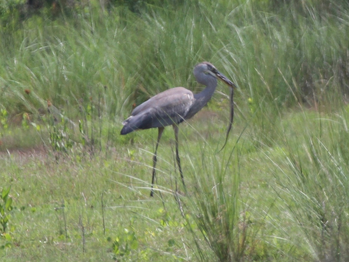 Great Blue Heron - ML103641161