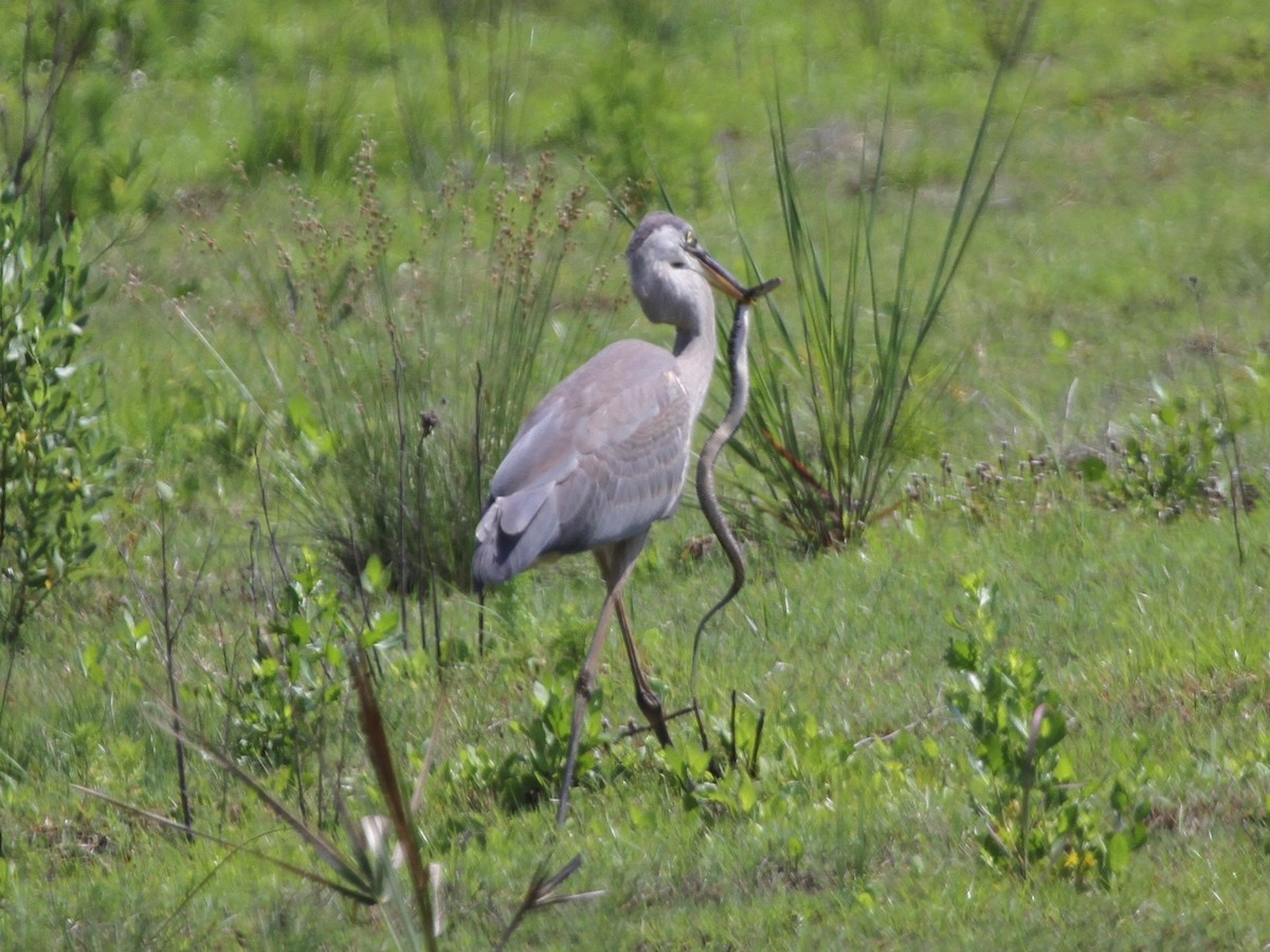 Great Blue Heron - ML103641171