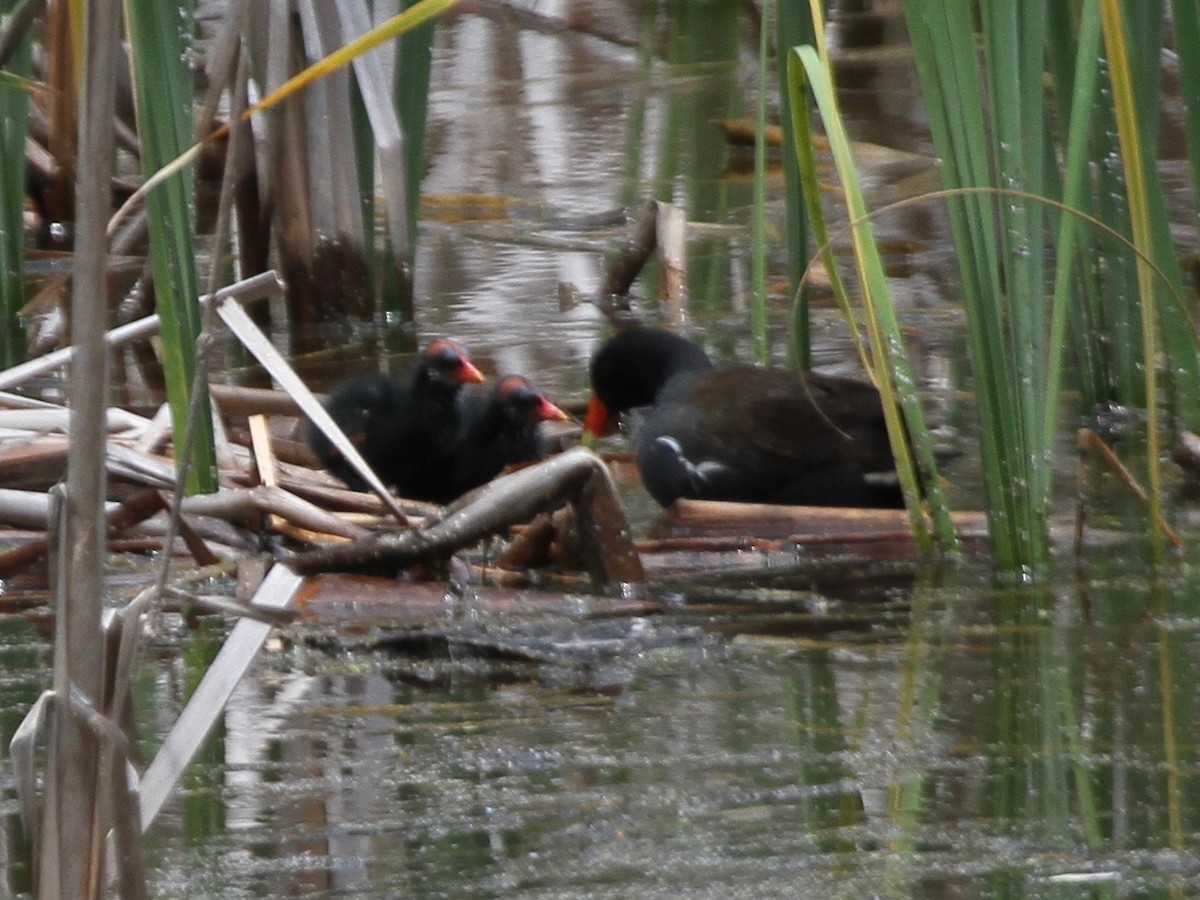 Common Gallinule - ML103641261