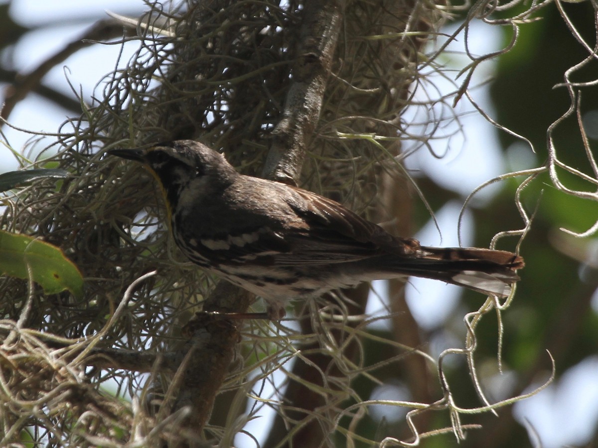 Yellow-throated Warbler - ML103641361