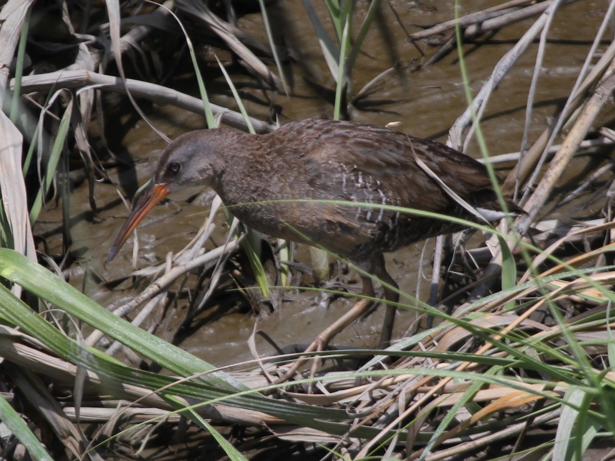 Clapper Rail - ML103641451