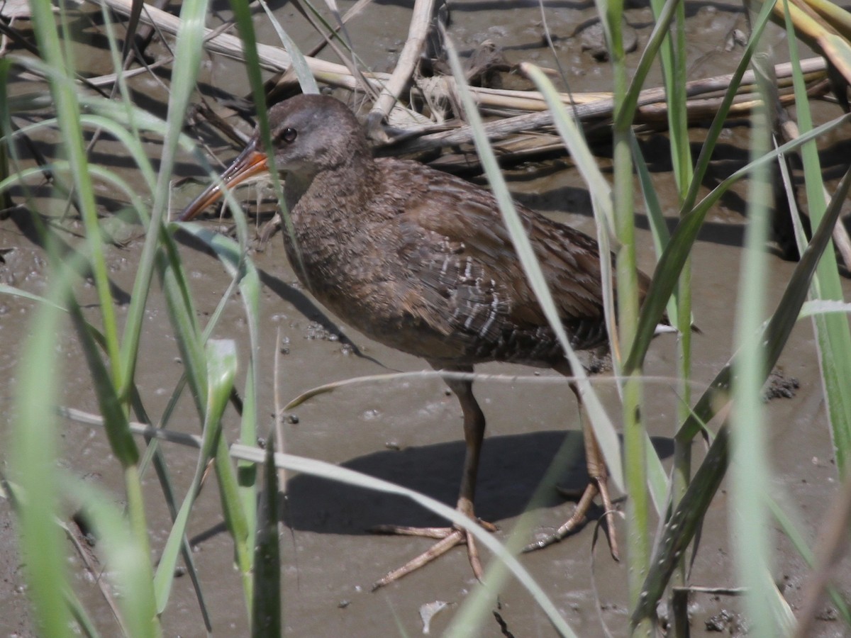 Clapper Rail - ML103641461