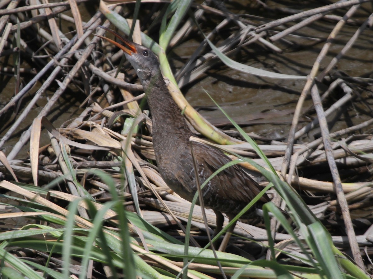 Clapper Rail - ML103641471