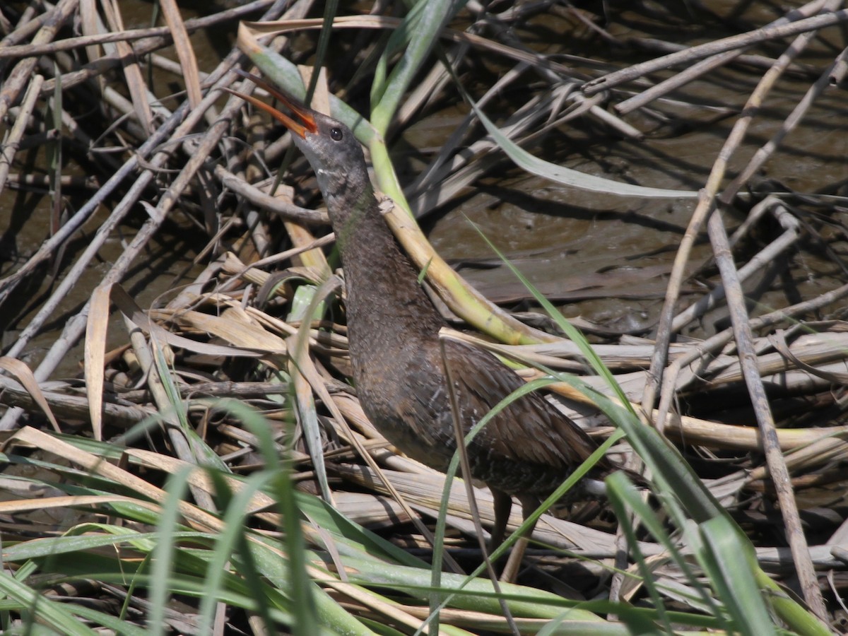 Clapper Rail - ML103641481