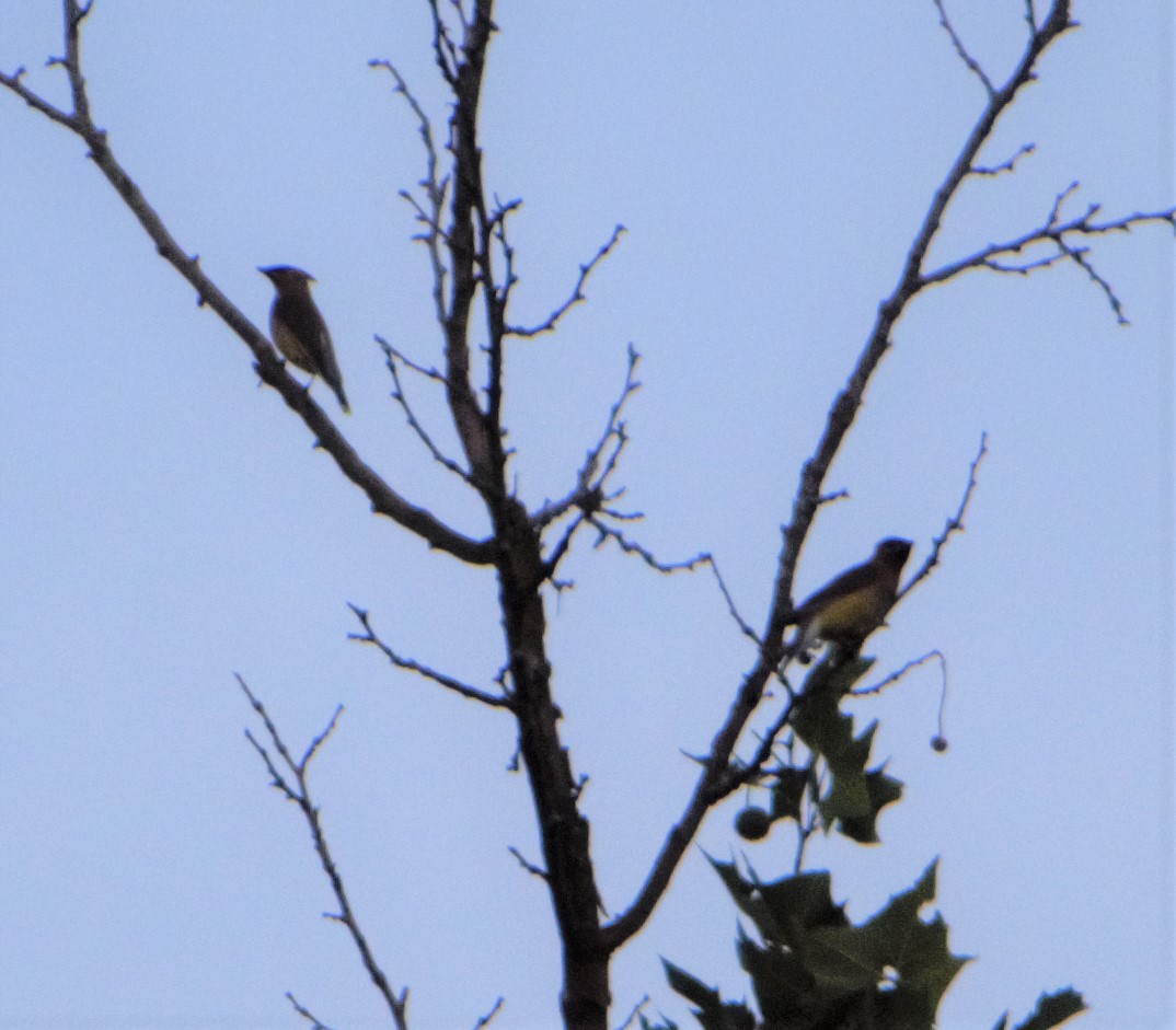 Cedar Waxwing - Megan and Patrick Blythe