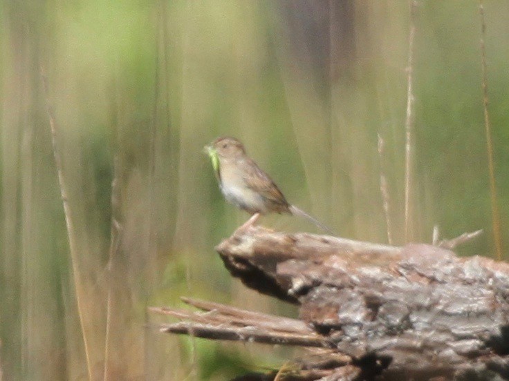 Bachman's Sparrow - ML103641671
