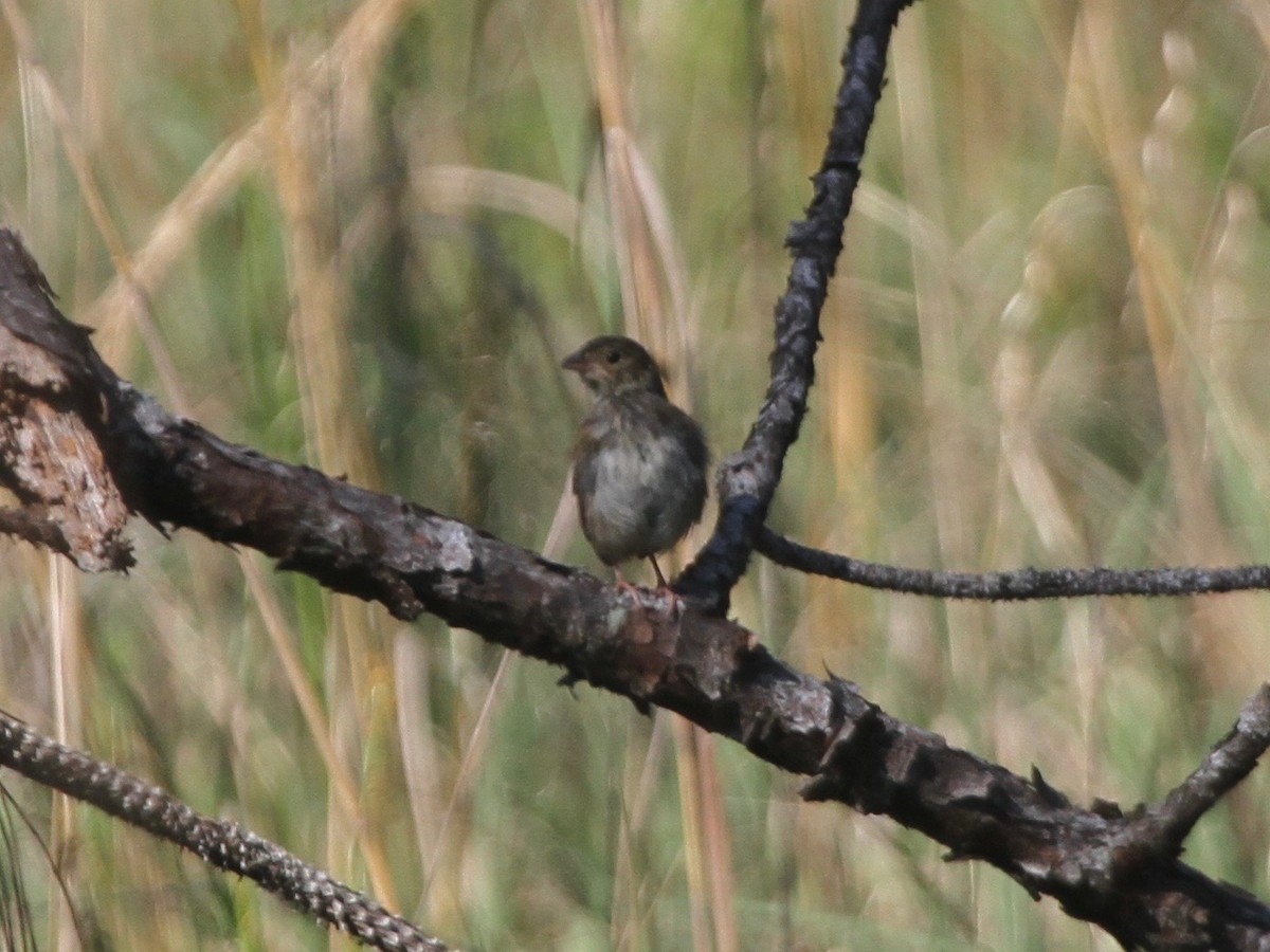 Bachman's Sparrow - ML103641681