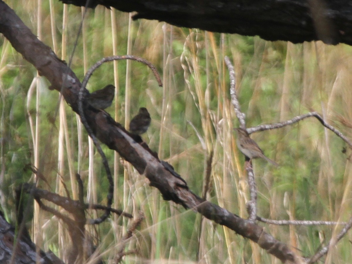 Bachman's Sparrow - Marshall Weber