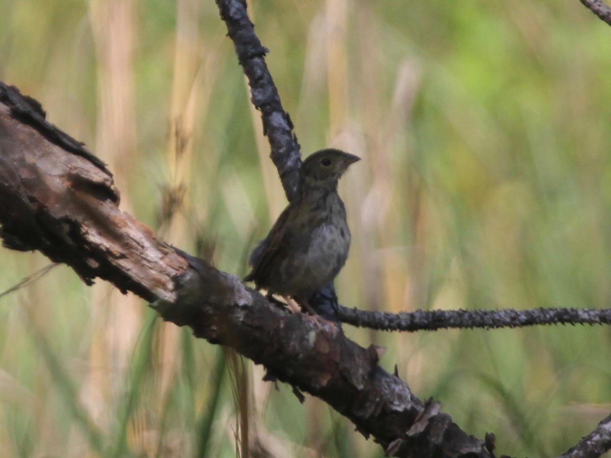 Bachman's Sparrow - ML103641701