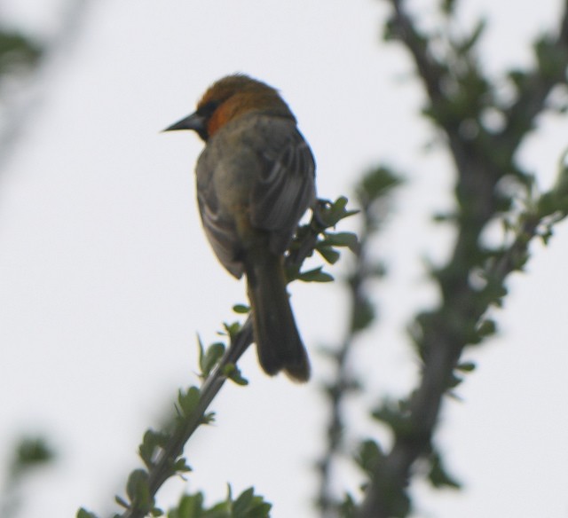 Piroltrupial - ML103641981