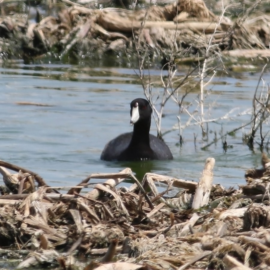 American Coot - Tony Leukering