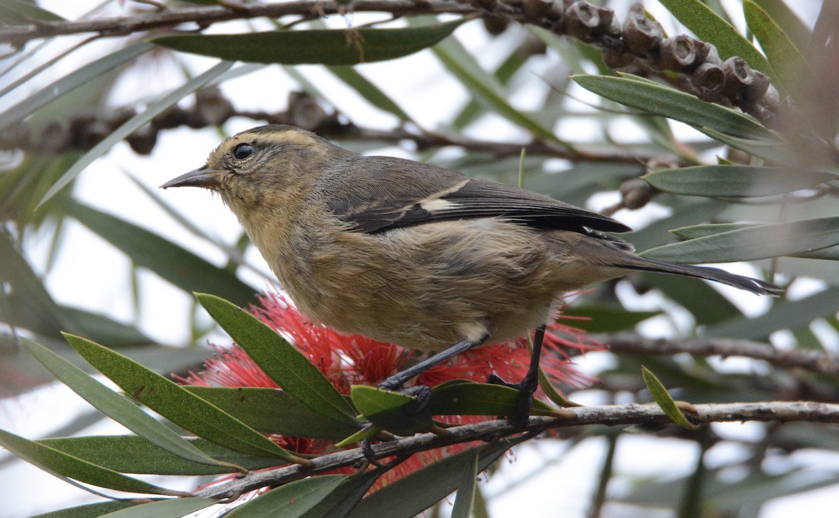 Cinereous Conebill - ML103643281