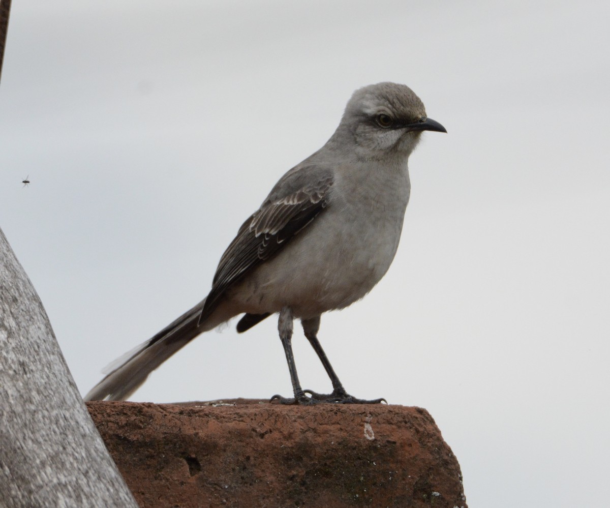 Tropical Mockingbird - ML103643461