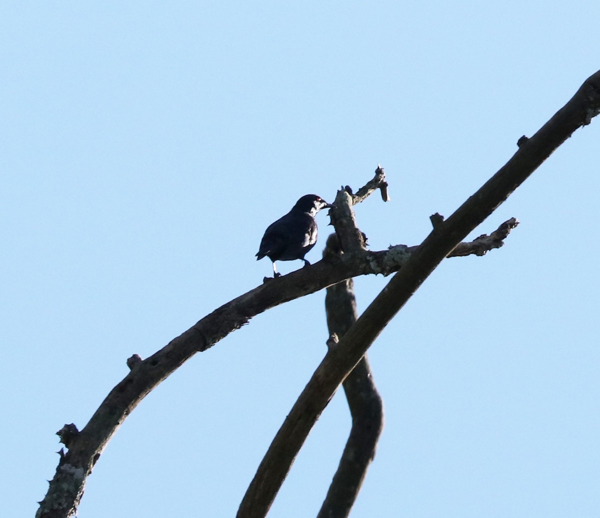 Short-tailed Starling - John Bruin