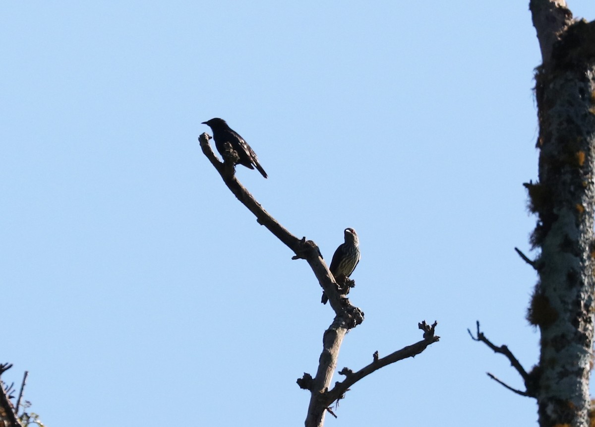 Short-tailed Starling - John Bruin