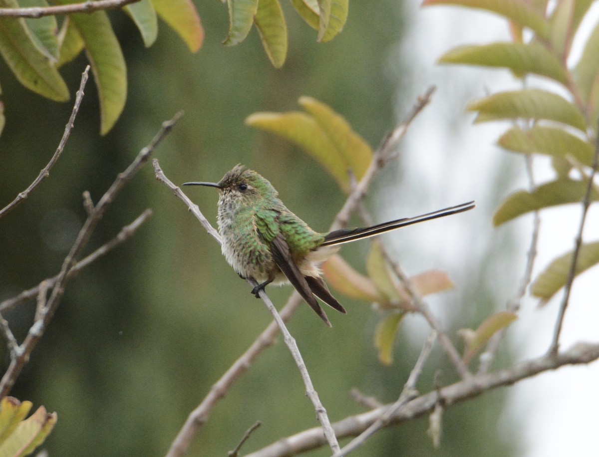 Black-tailed Trainbearer - Taylor Abbott