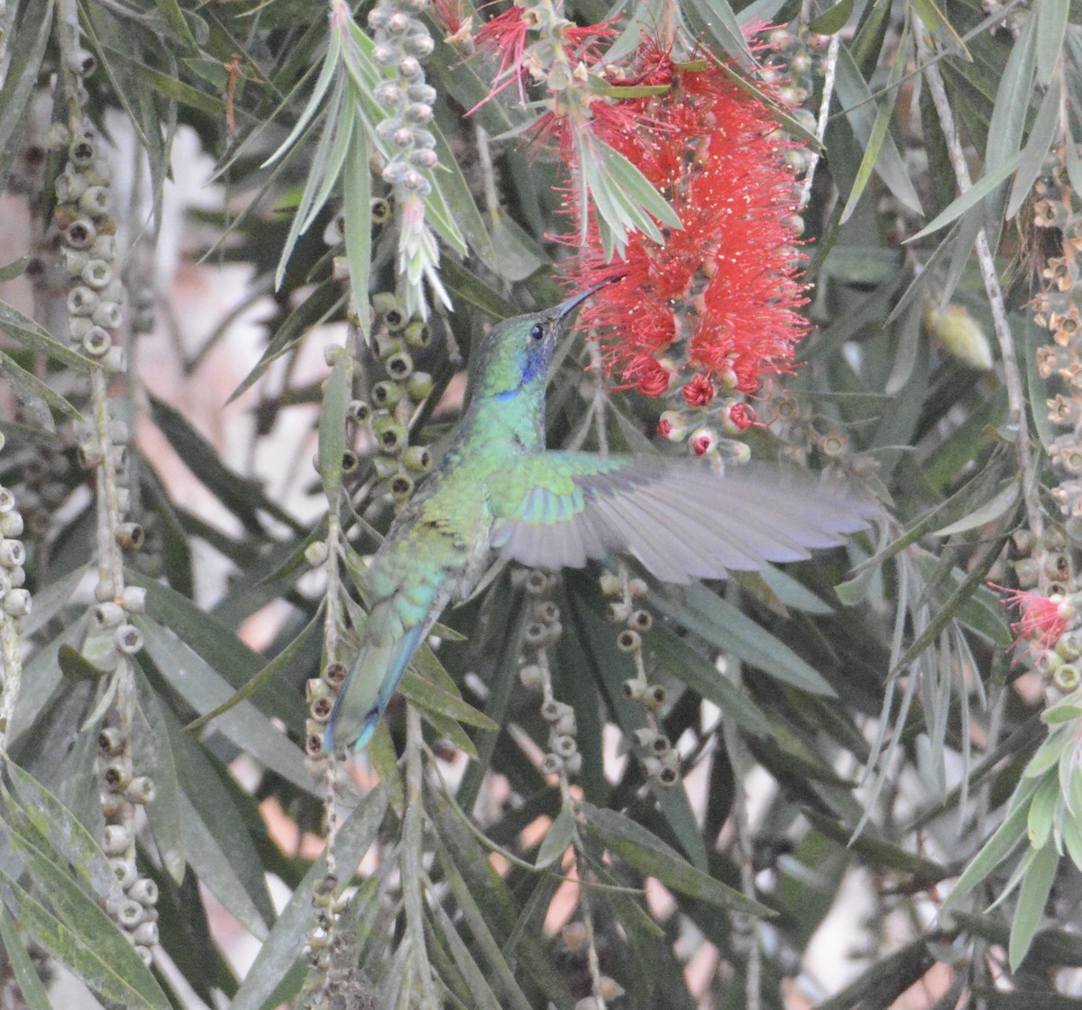 kolibřík modrolící - ML103643731