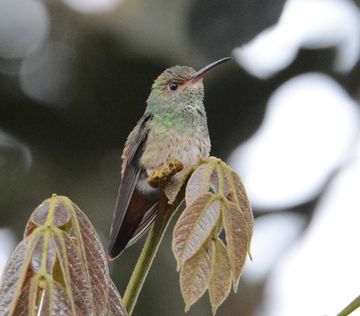 Kızıl Kuyruklu Kolibri - ML103644951