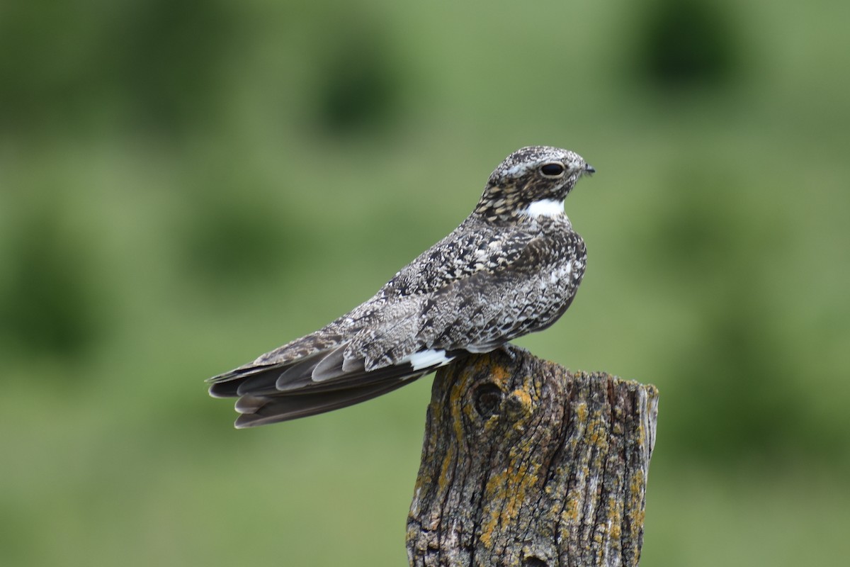 Common Nighthawk - Diana Kinder