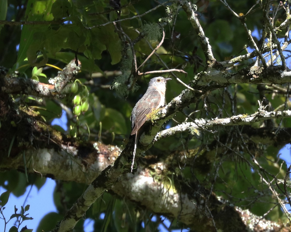 Brush Cuckoo (Sunda) - ML103646061