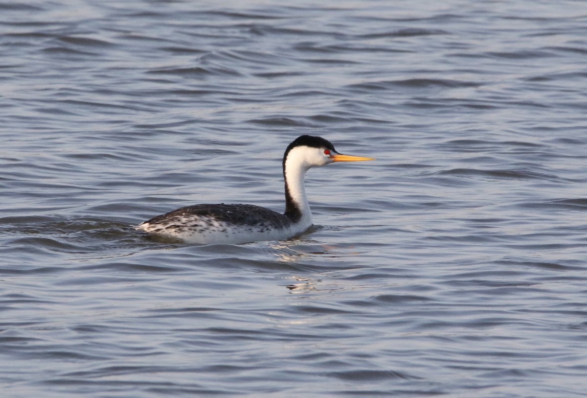 Clark's Grebe - ML103651411