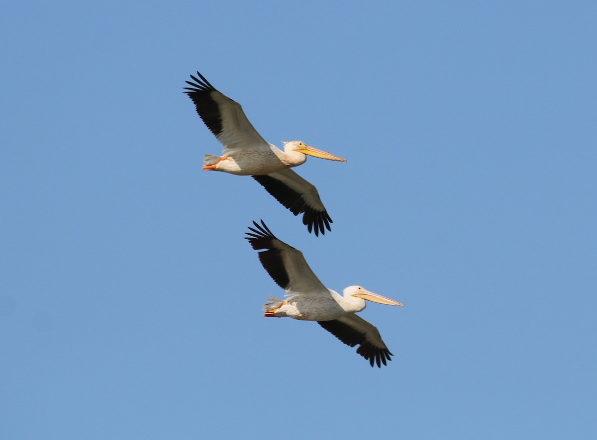 American White Pelican - Pair of Wing-Nuts