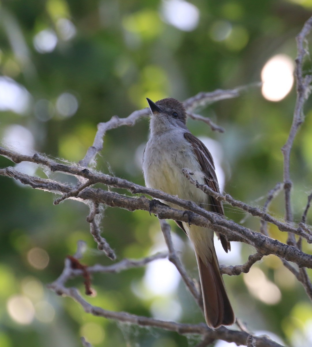 Ash-throated Flycatcher - Pair of Wing-Nuts