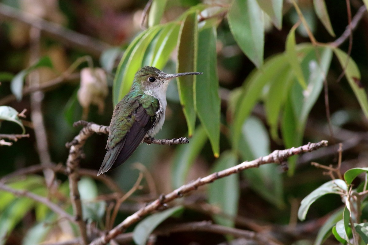 White-bellied Hummingbird - Nick  Kontonicolas