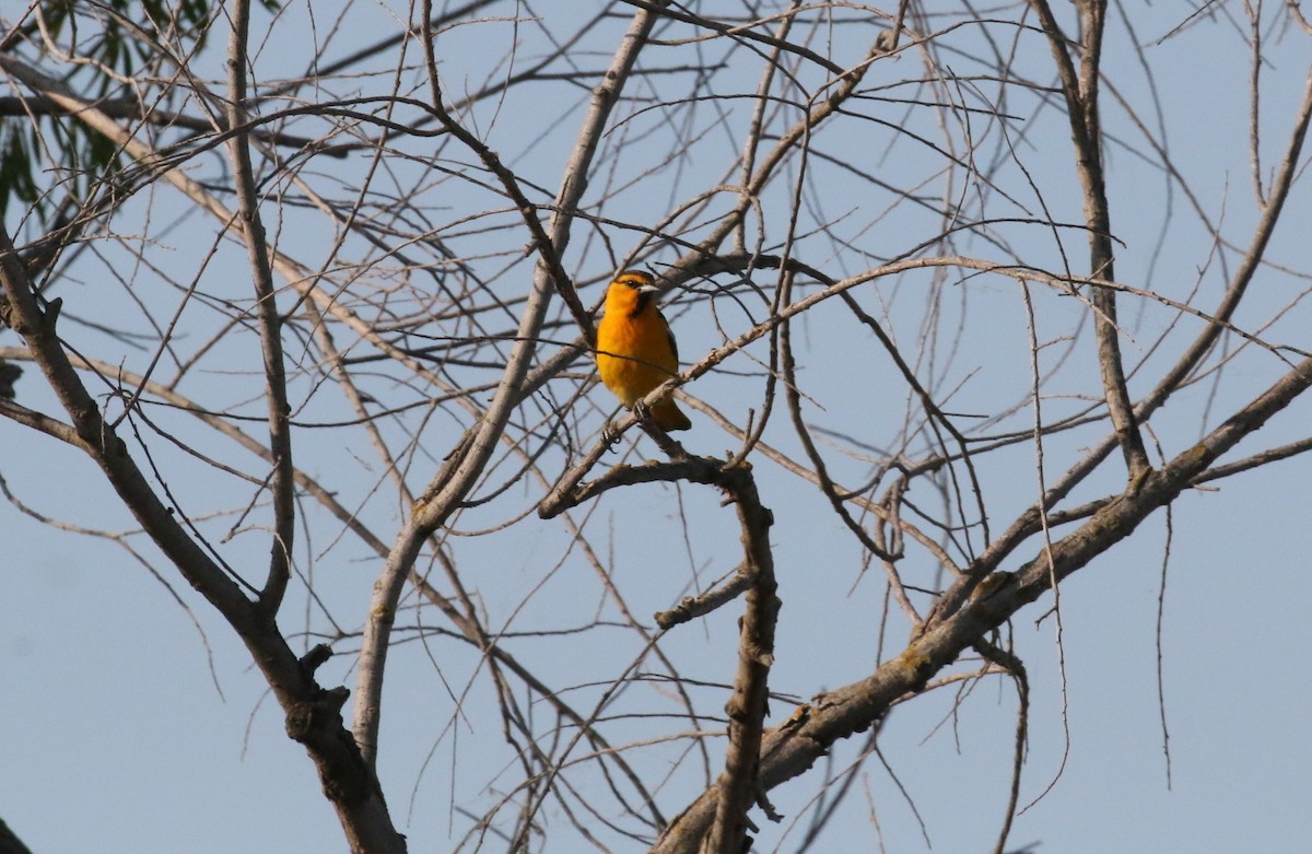 Bullock's Oriole - ML103651891