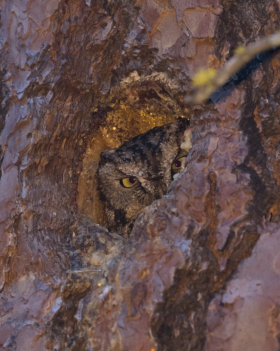 Western Screech-Owl - ML103652191